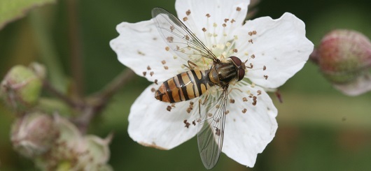 Während der Juni-Zählung soll besonders nach der Hainschwebfliege Ausschau gehalten werden.